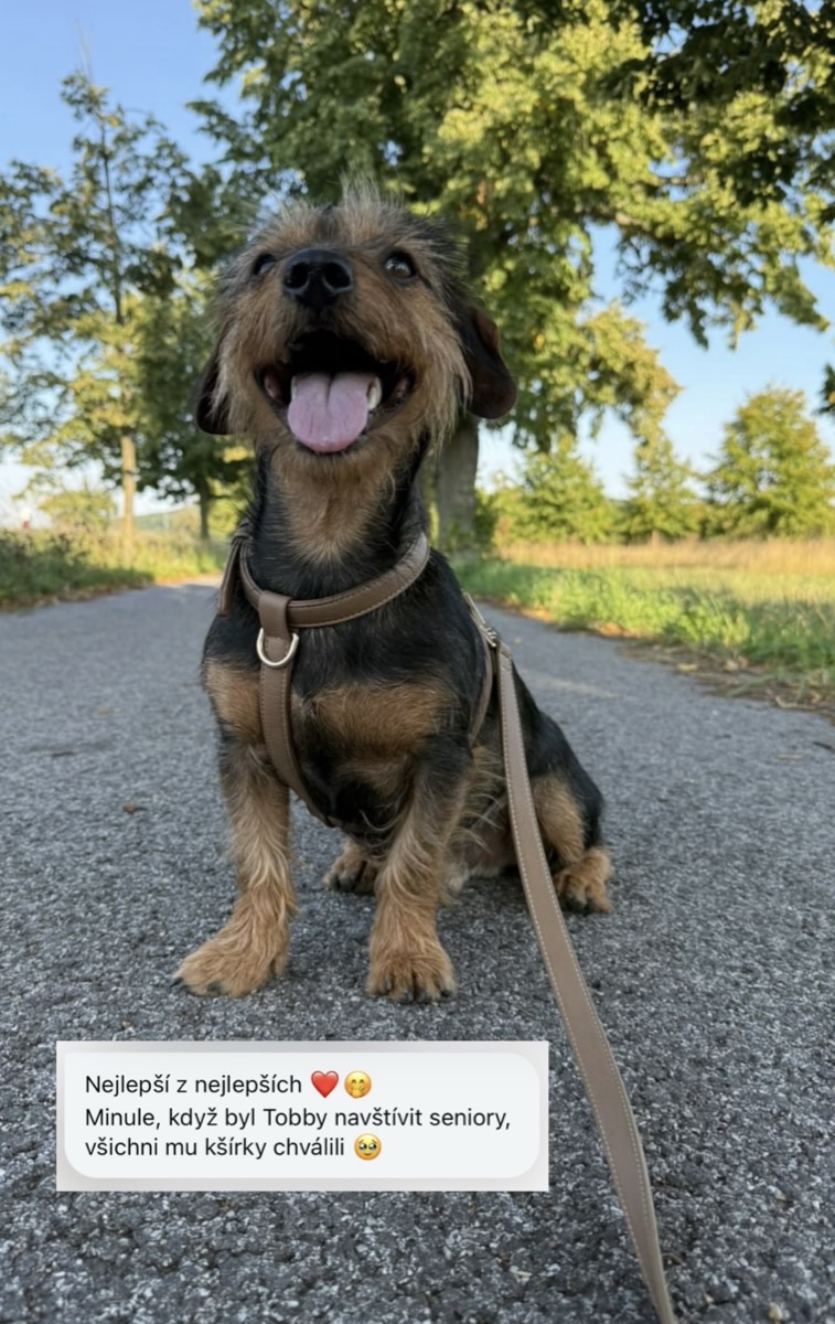 Tobby v béžovém postroji
